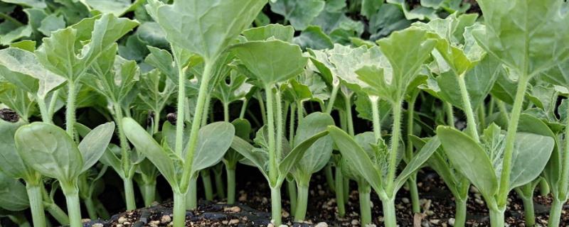 西瓜移栽栽深还是栽浅移栽后什么时候浇水