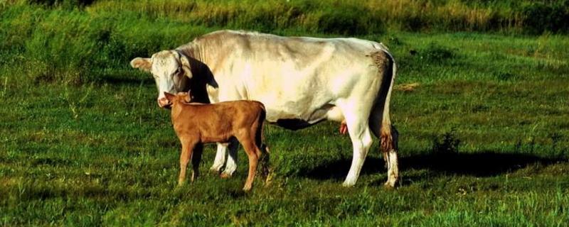 牛打栏怎么看最准一个周期是多少天