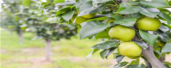 什么农药能杀梨木虱的卵