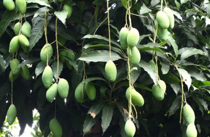 芒果树苗多少钱一棵？种植几年可以结果？