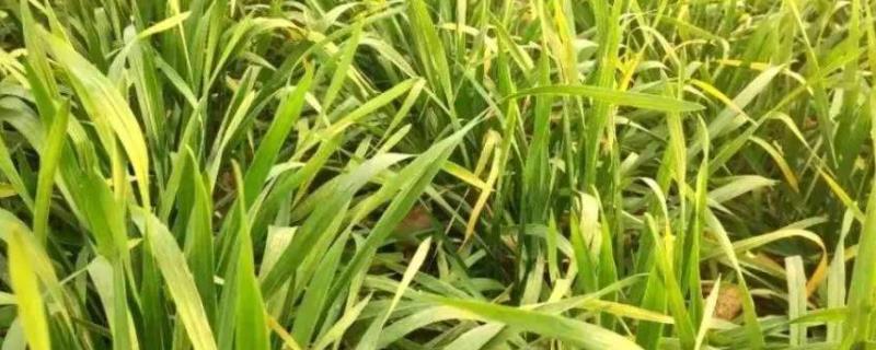 小麦苗发黄打什么药是什么原因引起的