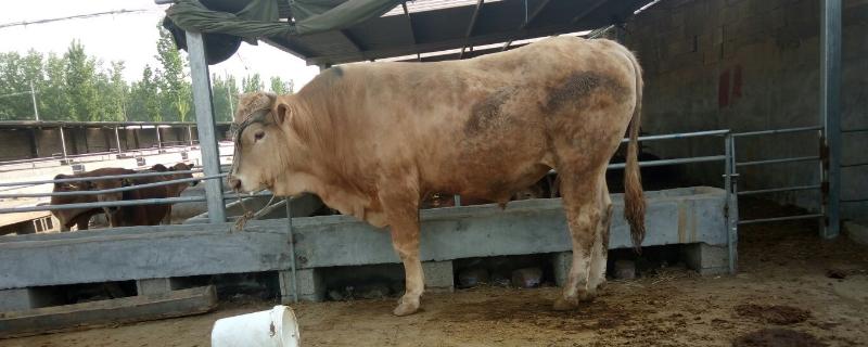 牛驱虫用什么药驱虫后几天可以健胃