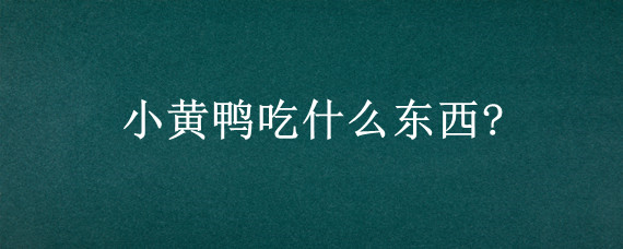小黄鸭吃什么东西?