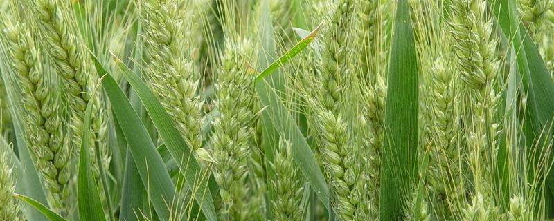 中麦578特征附简介