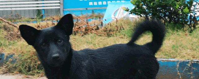 犬瘟多少天算撑过去了