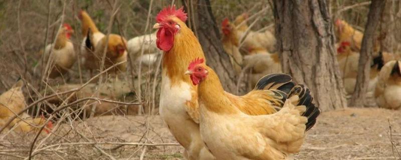 养鸡产业如何三产融合，大野鸡抓回来能养活吗