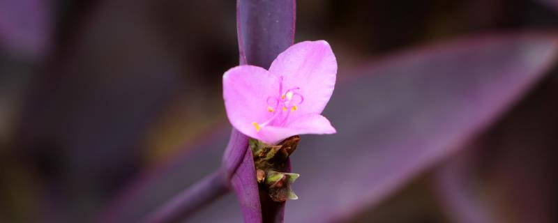 紫竹梅怎么过冬