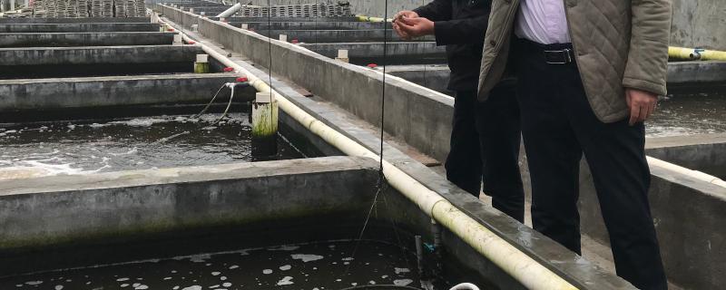 水产维c使用禁忌能与抗生素一起拌药饵吗