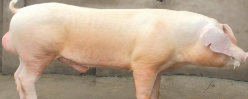 公猪一天能配几头母猪母猪不发情怎样解决