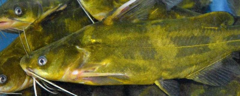黄骨鱼吃什么饲料附养殖技术