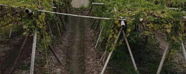 一亩油菜产量多少