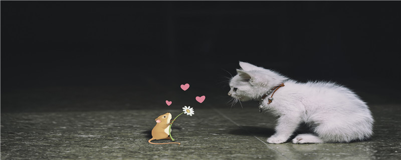 老鼠是什么科动物