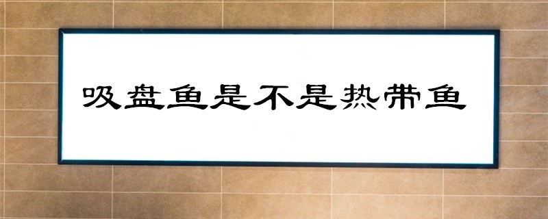 吸盘鱼是不是热带鱼
