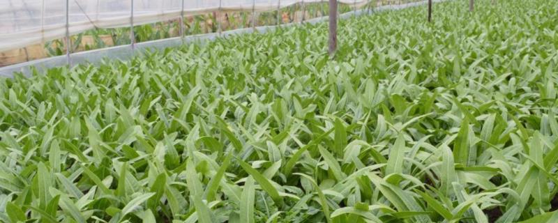 油麦菜大棚种植技术温度多少合适