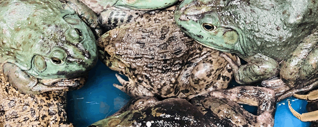 田鸡和青蛙的区别