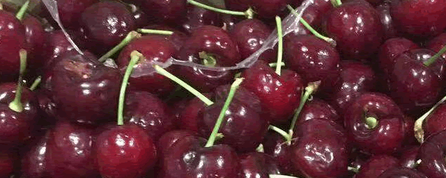 俄罗斯八号樱桃缺点