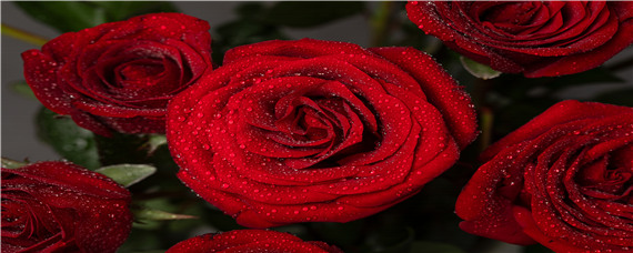 玫瑰花适合什么土壤种植