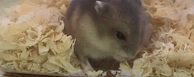 麝香鼠多少钱一只