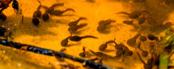 蝌蚪不喂会饿死吗