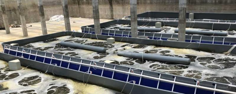 新型养鱼池的建设3平米鱼池能养食用鱼吗