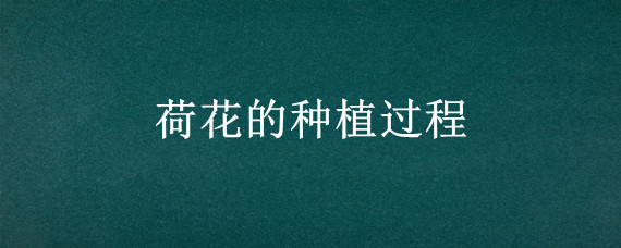 荷花的种植过程