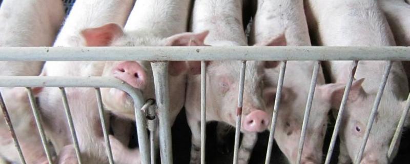 兽用氟苯尼考的功能主治兽用前列烯醇的作用是什么