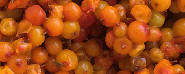 海棠果几月份可以吃