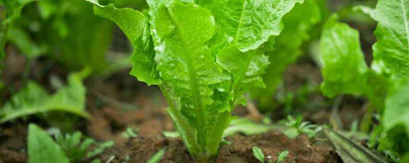 青菜用什么农药