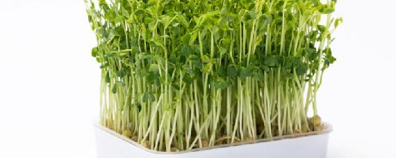 芽苗菜如何打开销路