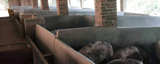 全新火碱给猪舍消毒的使用方法