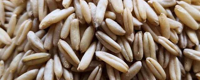 小麦成片发黄哪些原因导致