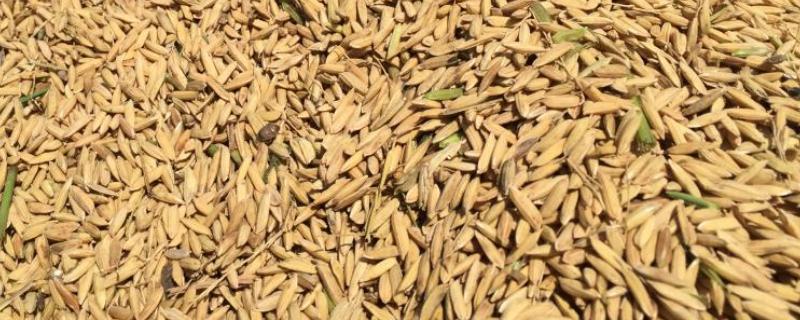 一斤稻谷能出多少米干稻谷有虫子怎么处理