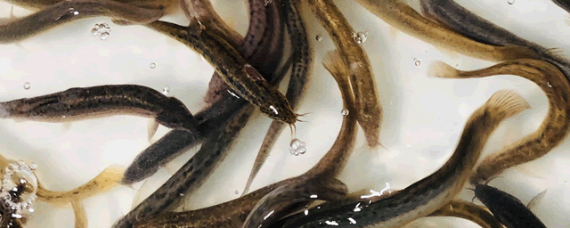 捕黄鳝泥鳅最好的方法