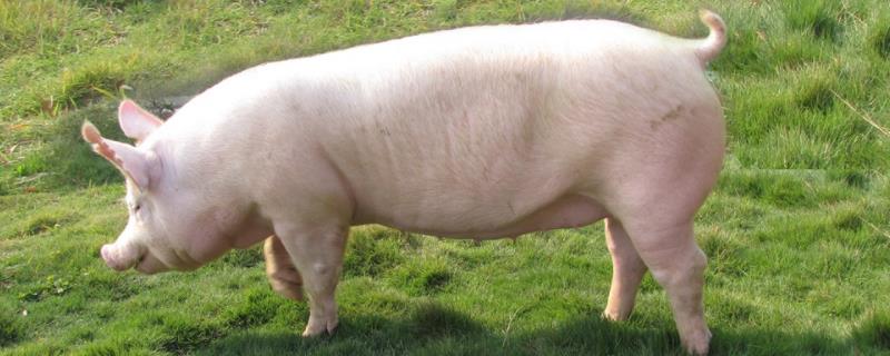 猪吃草吗吃蚊香吐白沫怎么办