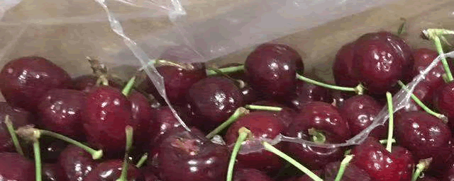 大樱桃新品种有哪些