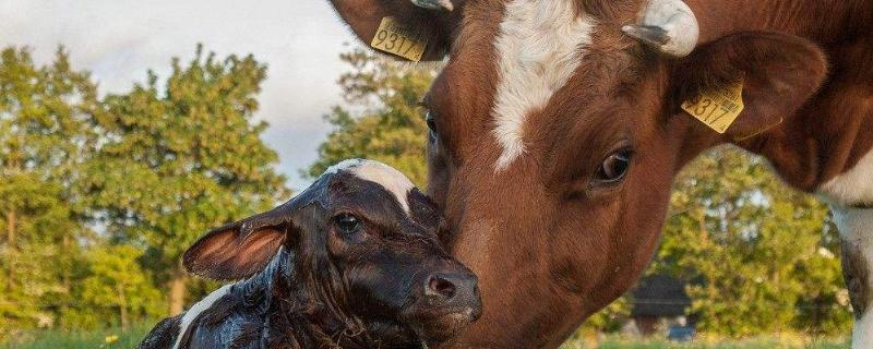 牛打栏什么时候装最佳母牛打栏有什么征兆