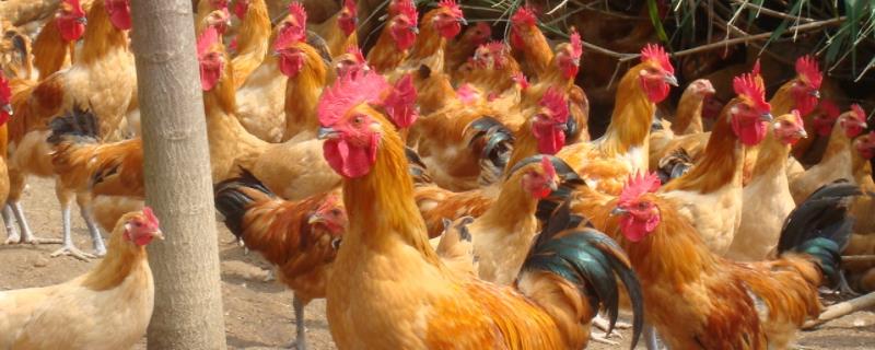 鸡有几条腿有气囊吗
