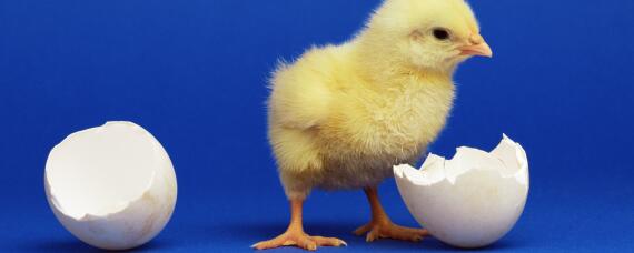 孵小鸡需要多少天