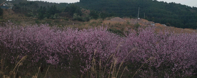 意蜂治螨新技巧