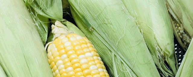 矮杆红轴高产玉米品种