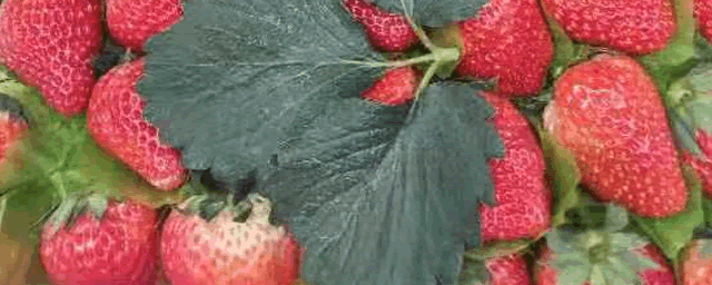 大棚草莓如何施肥