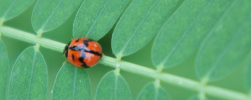 花大姐怎么驱赶