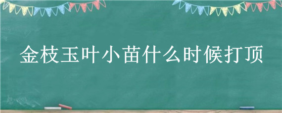 金枝玉叶小苗什么时候打顶