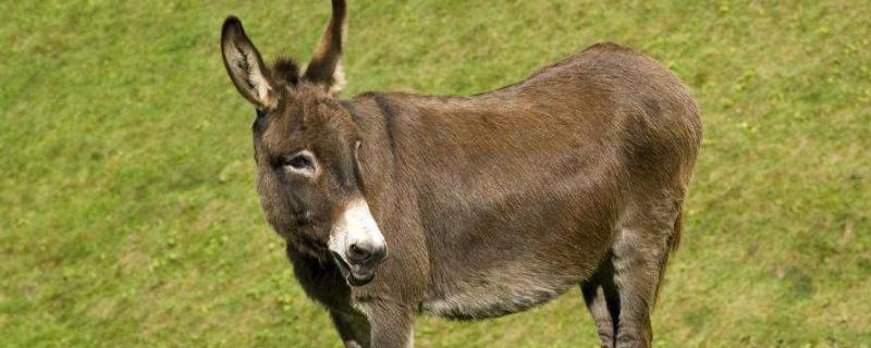 野生驴为什么不修蹄野生驴蹄子长长了咋