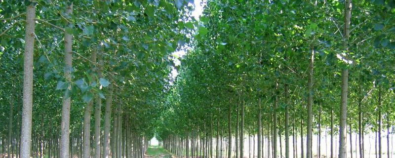 中林46杨树特征为什么生长缓慢