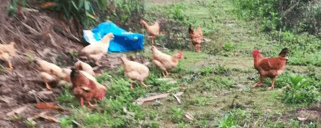 2020年肉鸡用药程序的安排