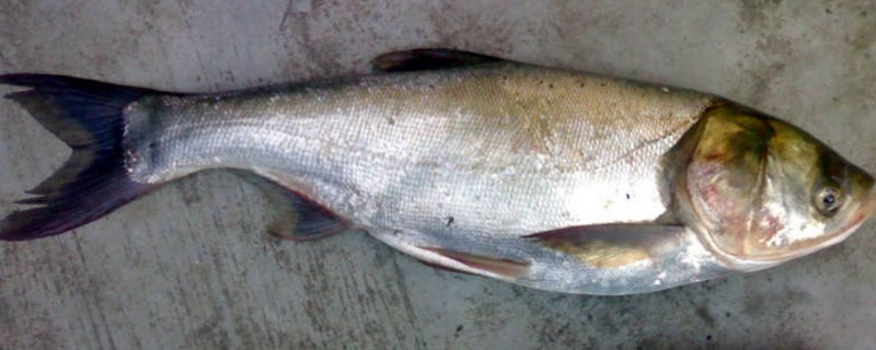 水深10米钓花鲢钓多深钓花鲢用什么饵料好