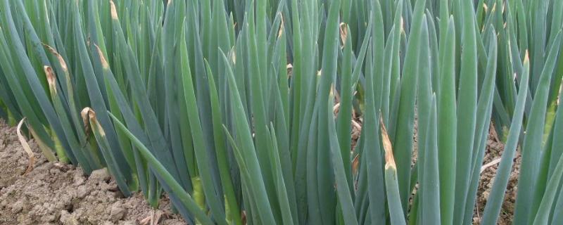 大葱春季育苗技术 附种植时间和方法