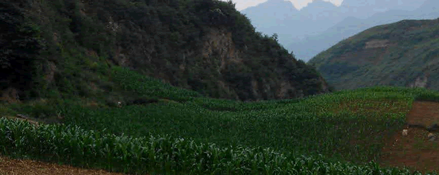 玉米粗缩病如何防治