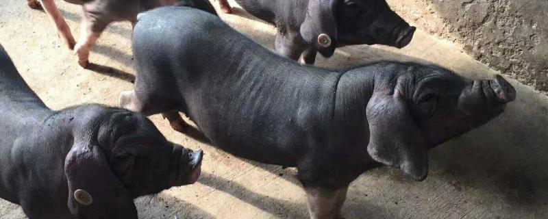 太湖母猪产仔一般一窝多少只产仔前有什么征兆